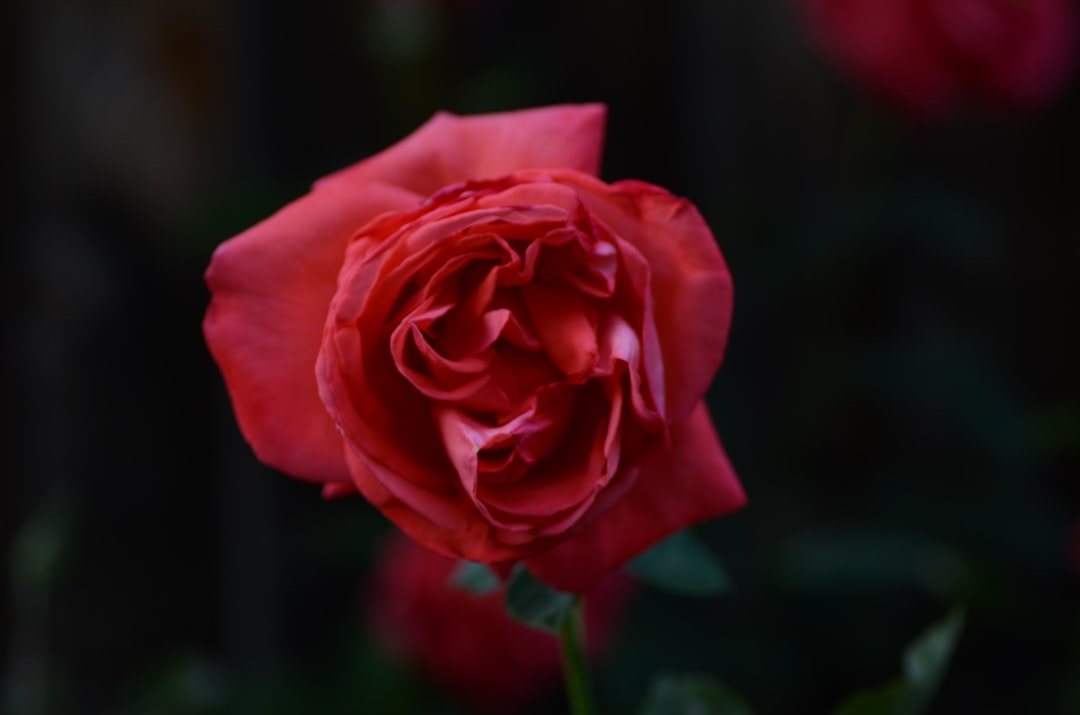 red-rose-in-bloom-during-daytime-M5TrY7G5g4M
